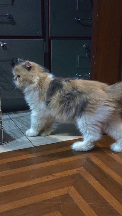 beautiful Persian cat for sale