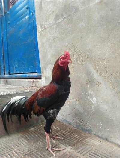 Aseel Mianwali Murga