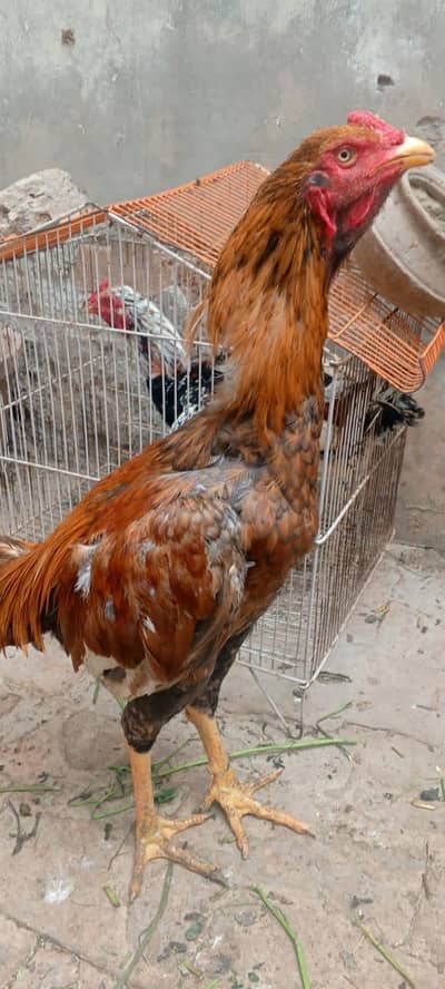Thai aseel  rooster for sel