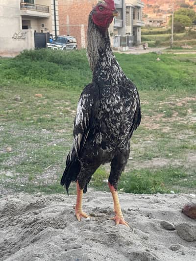 Aseel Mianwali Original Breed