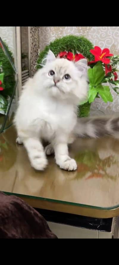 pure persian cats vaccinated triple coated WhatsApp 03316360929