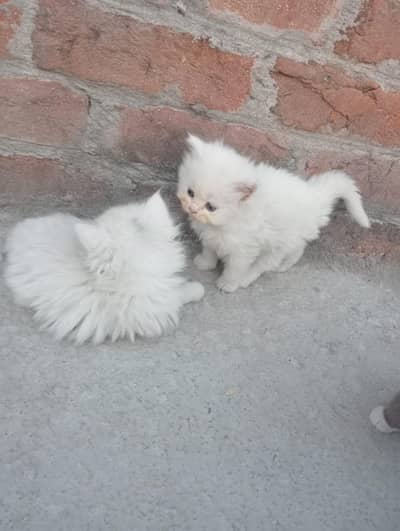 Kittens for Sale