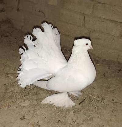 kabboter 4 piece female for sale