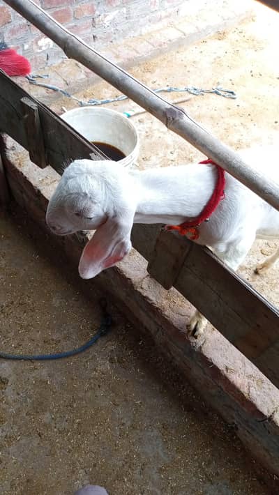 2 Rajan pori male bkra