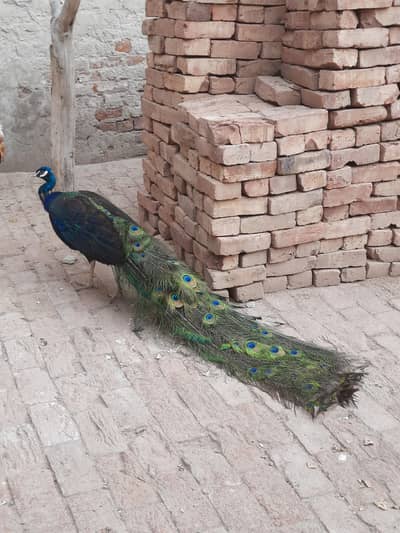 Peacock Male Breader