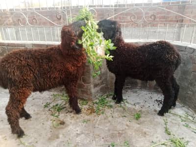 Black  beauty  jora sale he  Age 6 month 03098287558