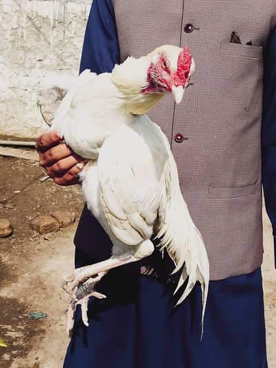 Top quality Heera patha