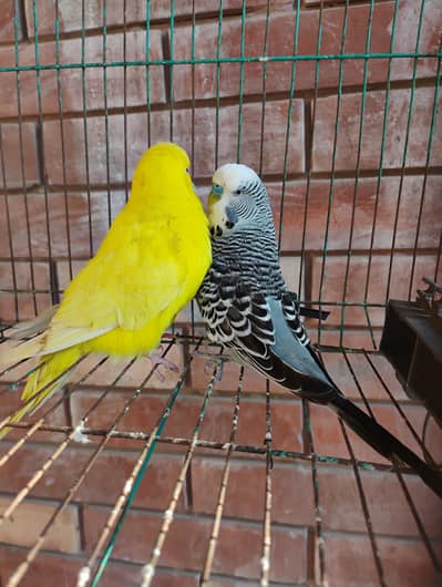 under exhibition king pair