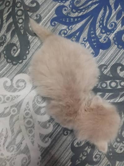 Persian kittens for sale
