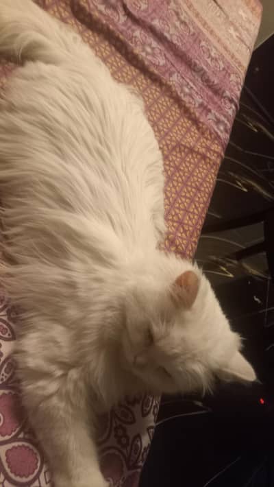 persian cat 6 months  old