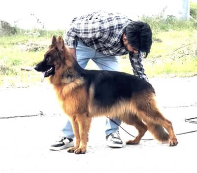 Imported German Shepherd | Long coat | Female | GSD | Dof For sale