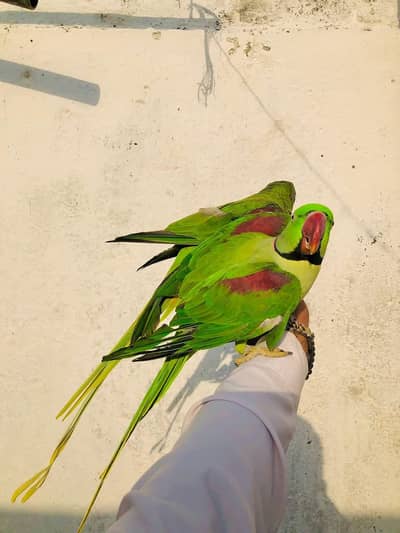 kashmiri raw parrot pair