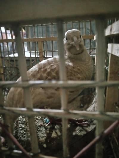 boski teeter white teeter