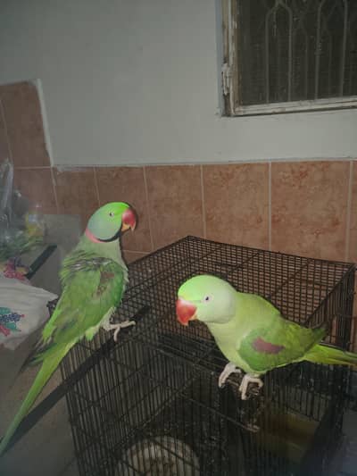 Raw parrot (pair)