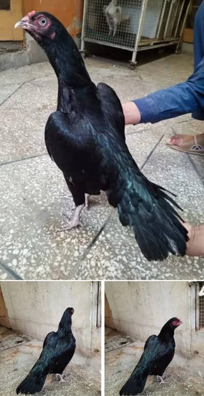 Lasani Aseel Murgi | Mushki Aseel Hen | Top Quality Madi