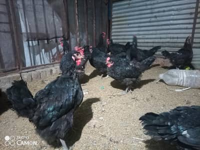 Egg laying hens for sale