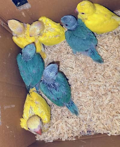 blue and yellow parrot chicks
