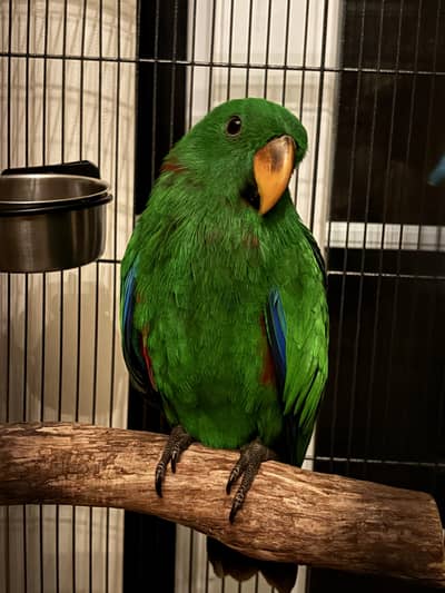 vosemary Flying tame