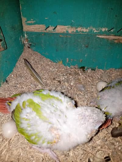 cocktail breeder pair// conure chicks