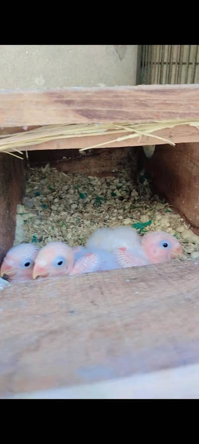 Albino love birds three chick's in black eyes
