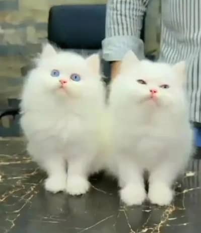 Persian female kitten for sale delivery available all Pakistan