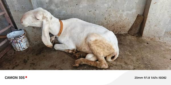 pure white dumba chatra