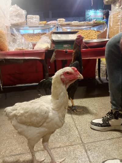 black shamo pure male and pepper white female