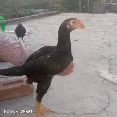 Black O Shamo A+ quality for sale