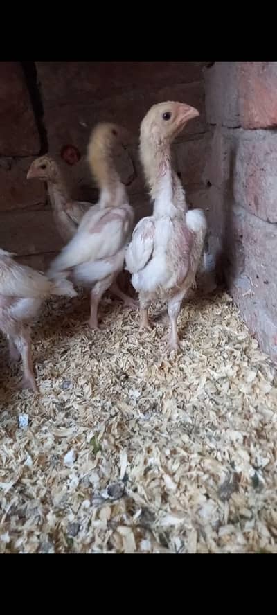 White Oh shamo and Black Oh Shamo chicks. Abo Ali Denmark Blood Line.