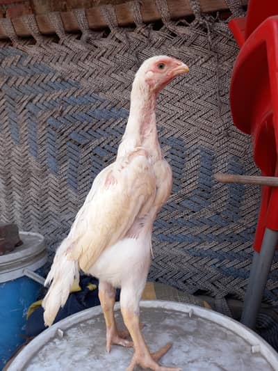 White Oh shamo and Black Oh Shamo chicks. Abo Ali Denmark Blood Line.