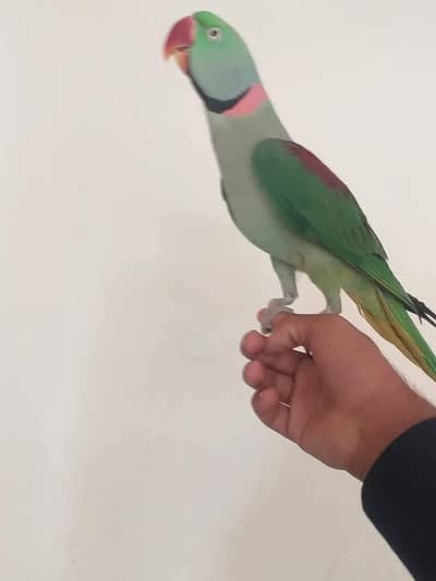 raw parrot male