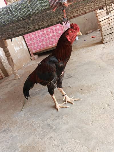 aseel mianwali lakha murga for sale