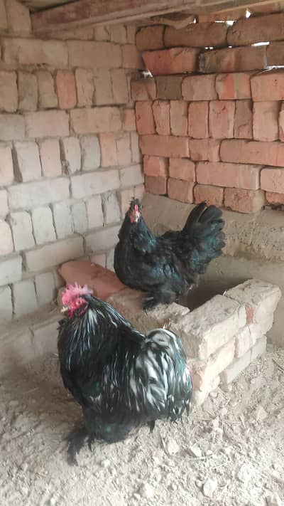 bantam Pekin