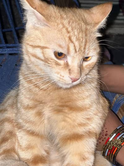 Persian Male Cat for Sale – Healthy & Beautiful Orange Tabby 