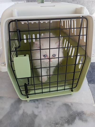 punch face persian cat