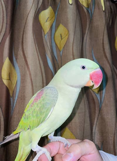 Raw pahari parrot
