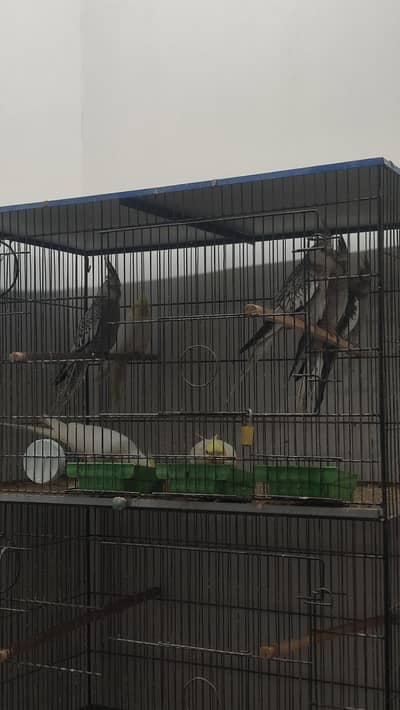 Cocktail Pathay for sale age almost 4 months