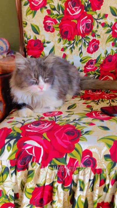 Beaytifull cat urgent for sale