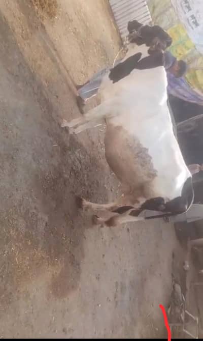 cow 9 month pregnant