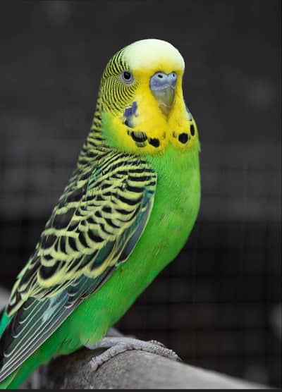 budgies