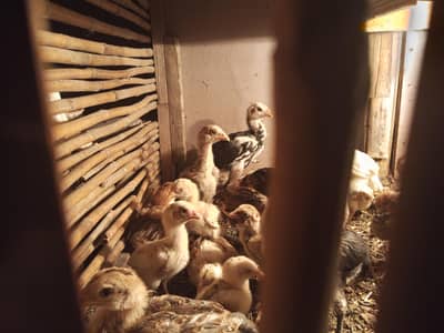 qandhari and jagiri chozay