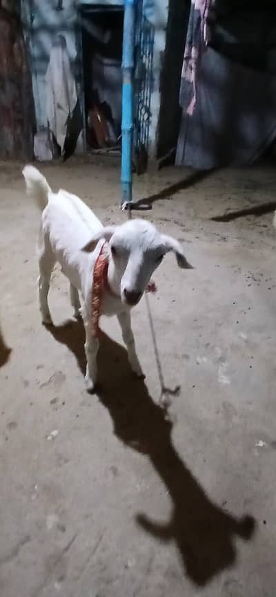 white Goat Baby