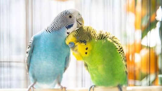 budgie parrots 5 breeder pairs