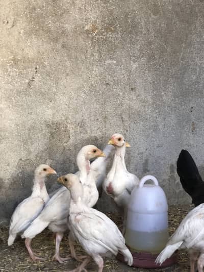 Paper white heera chicks