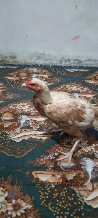 white noak nali high Quality Madi