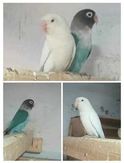 love birds 4pc  albino red eye and blue split ino