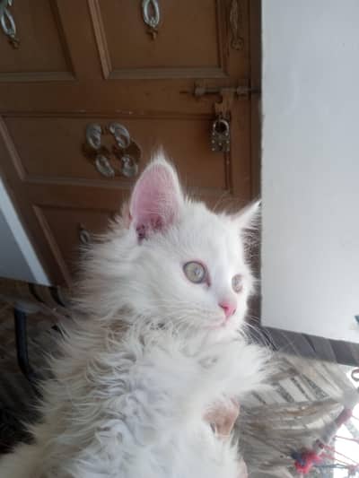 persion cat tripple cout