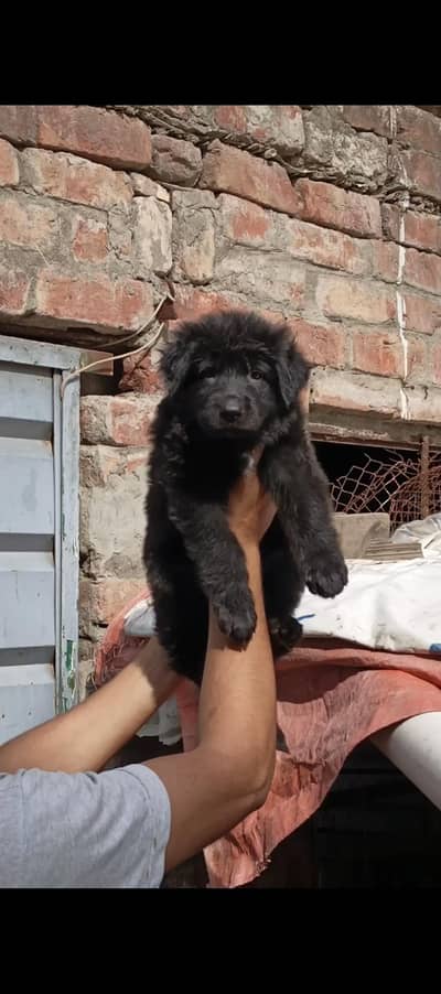 Quality Black German Shepherd Female Puppy