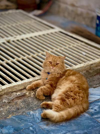 Pregnant Brown Persian Cat for Sale – Sargodha