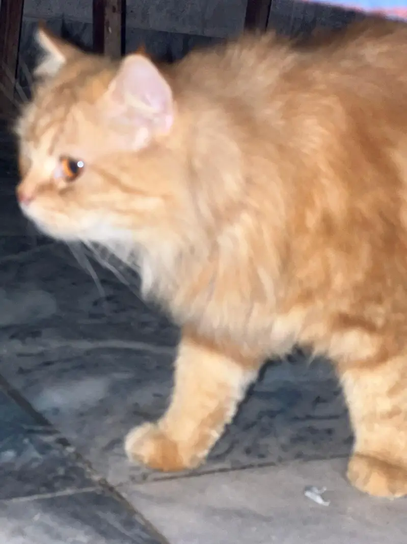 Pregnant Brown Persian Cat for Sale – Sargodha — photo 2